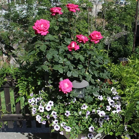 Chinegga * シュタルデン